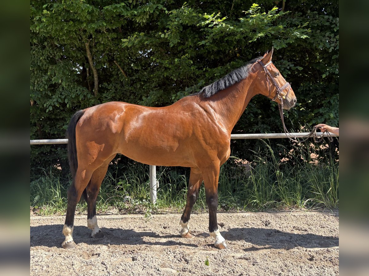 Deutsches Sportpferd Wallach 7 Jahre 165 cm Rotbrauner in Mainz