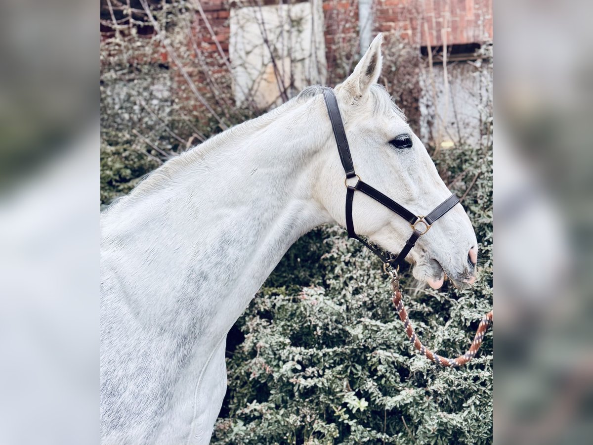 Deutsches Sportpferd Wallach 7 Jahre 166 cm Schimmel in Św.Katarzyna