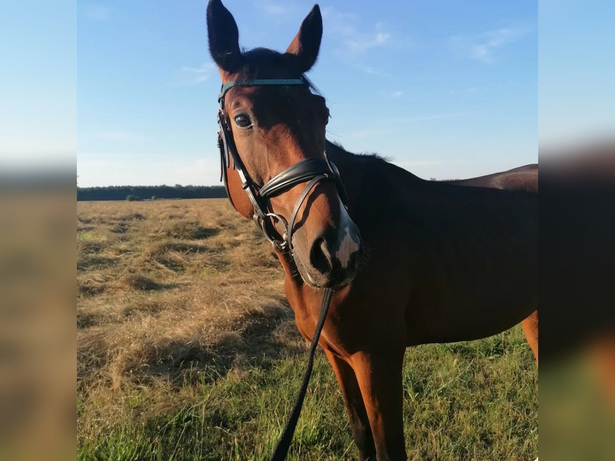 Deutsches Sportpferd Wallach 7 Jahre 167 cm Brauner in Werneuchen