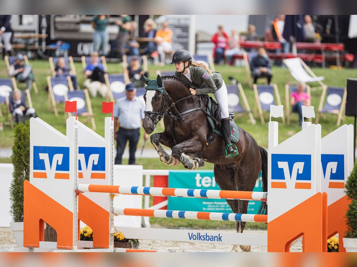 Deutsches Sportpferd Wallach 7 Jahre 167 cm Schwarzbrauner in Lienen