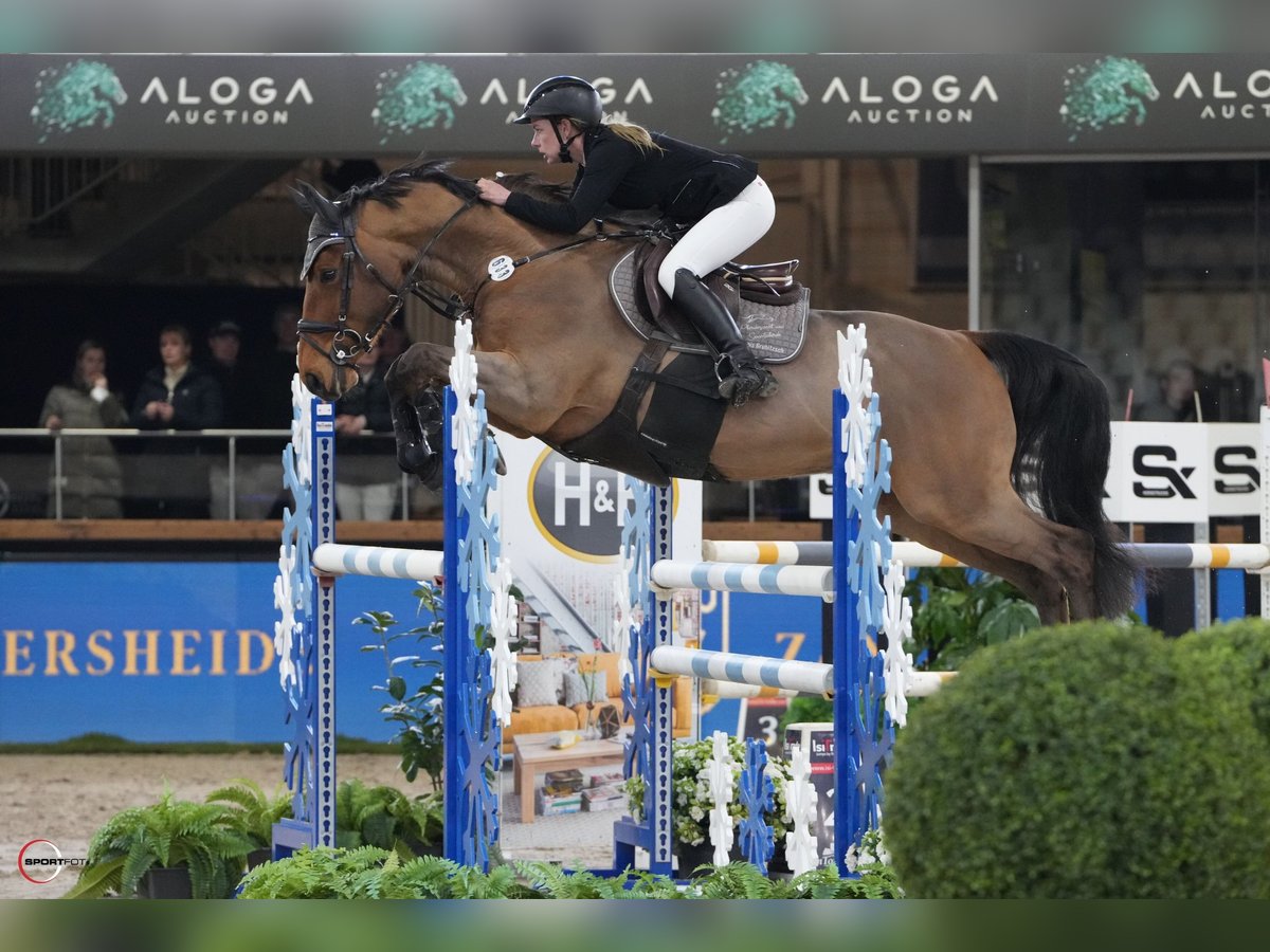 Deutsches Sportpferd Wallach 7 Jahre 168 cm Brauner in Dobersch&#xFC;tzEilenburg