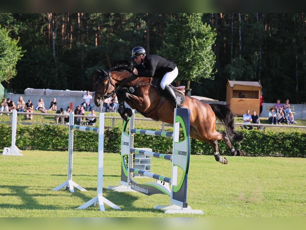 Deutsches Sportpferd Wallach 7 Jahre 168 cm Brauner in Planetal