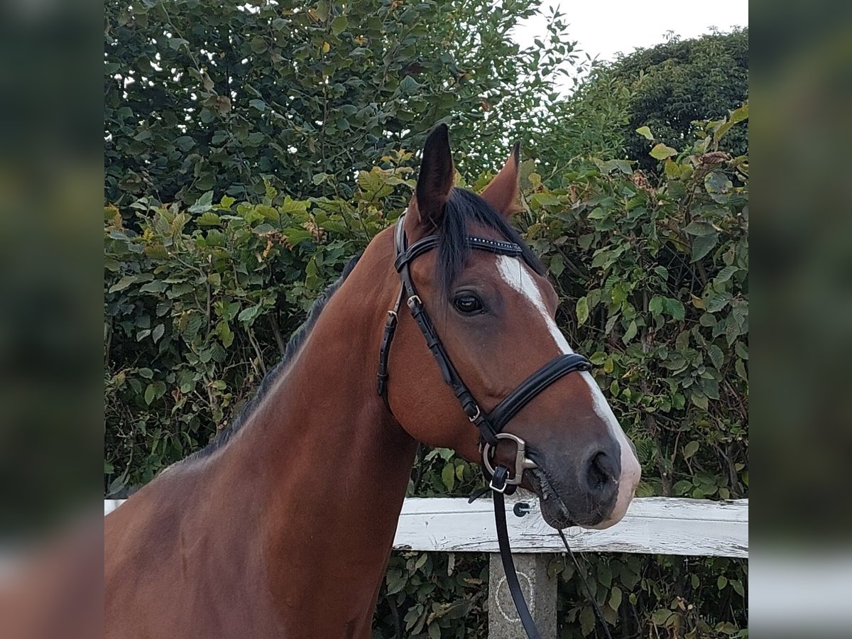 Deutsches Sportpferd Wallach 7 Jahre 168 cm Brauner in Glindenberg