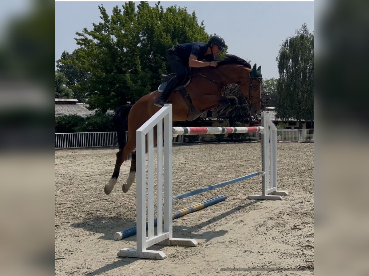Deutsches Sportpferd Wallach 7 Jahre 168 cm Brauner in Pezinok