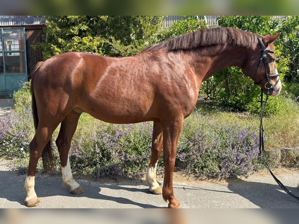 Deutsches Sportpferd Wallach 7 Jahre 168 cm Dunkelfuchs in Drei Gleichen