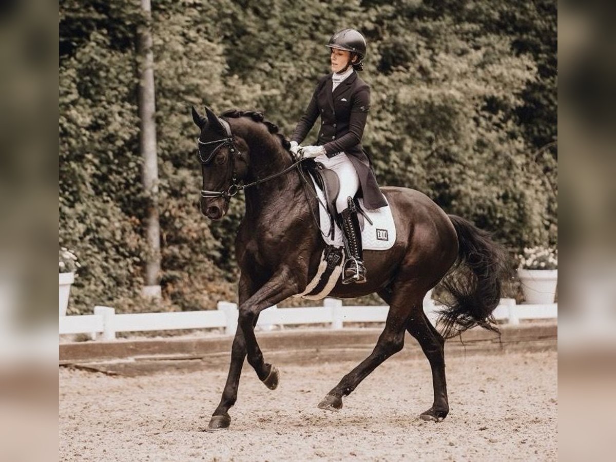 Deutsches Sportpferd Wallach 7 Jahre 168 cm Rappe in Mettmann