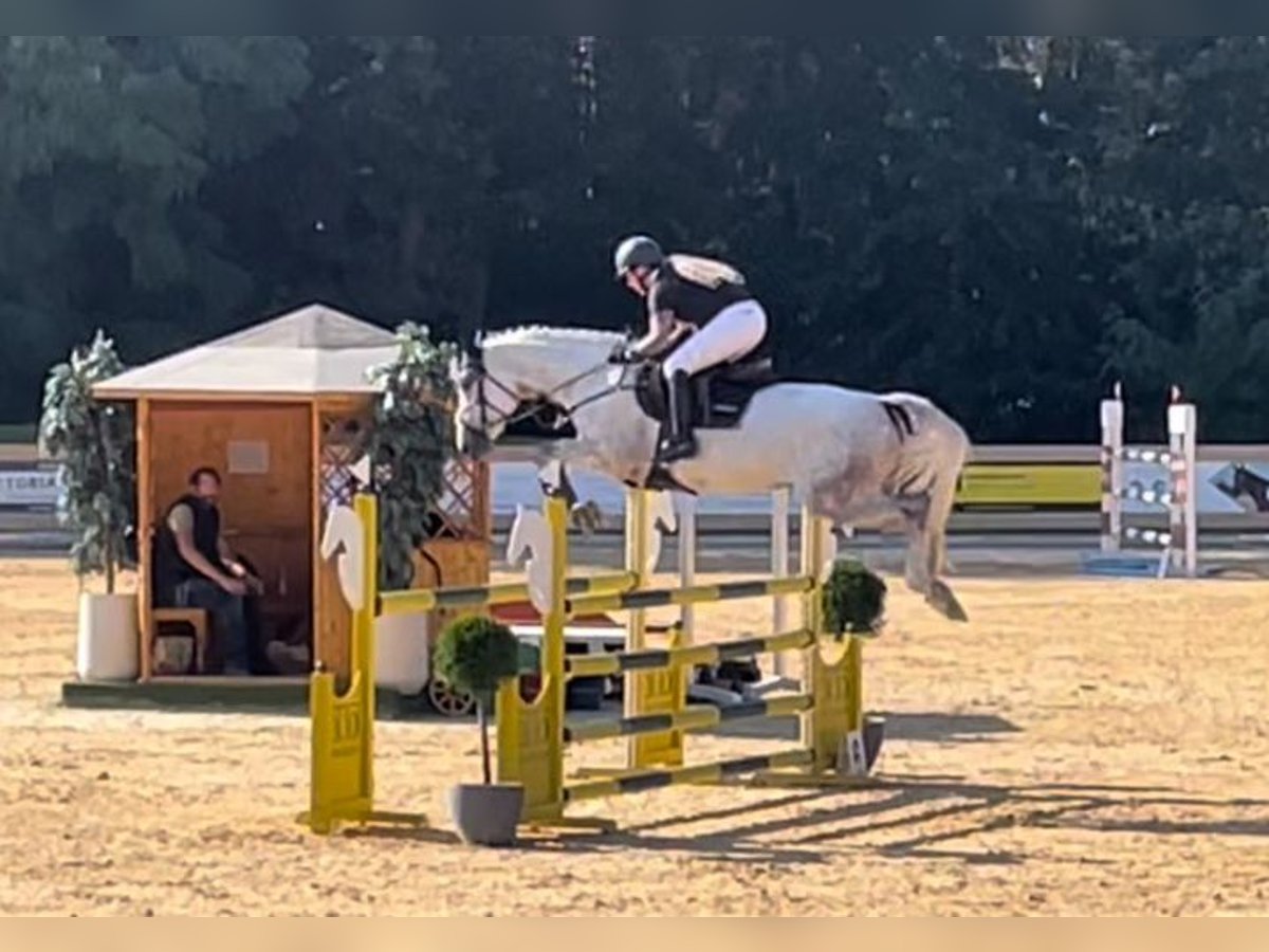Deutsches Sportpferd Wallach 7 Jahre 168 cm Schimmel in Allersberg