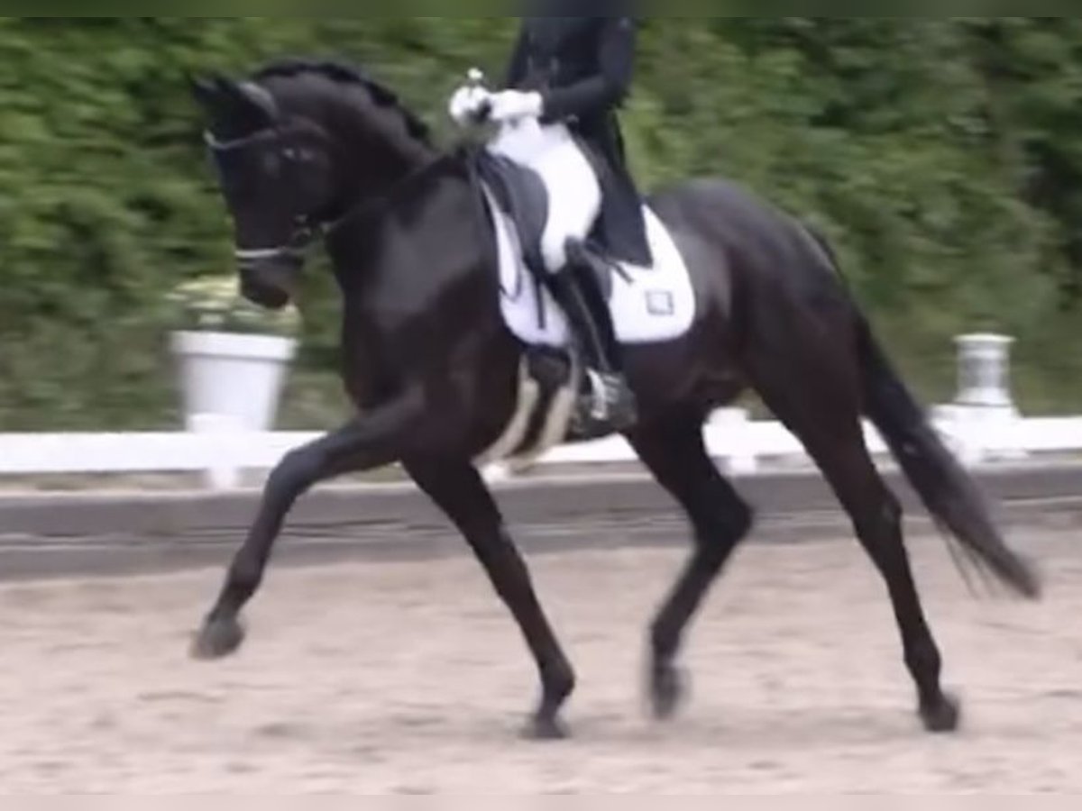 Deutsches Sportpferd Wallach 7 Jahre 169 cm Rappe in Mettmann Deutsches Sportpferd Wallach 7 Jahre 169 cm Rappe in Mettmann