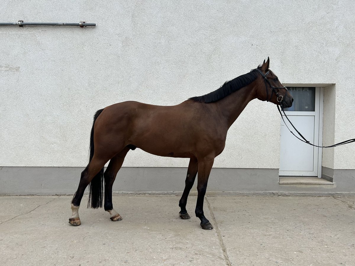 Deutsches Sportpferd Wallach 7 Jahre 170 cm Brauner in Liepe