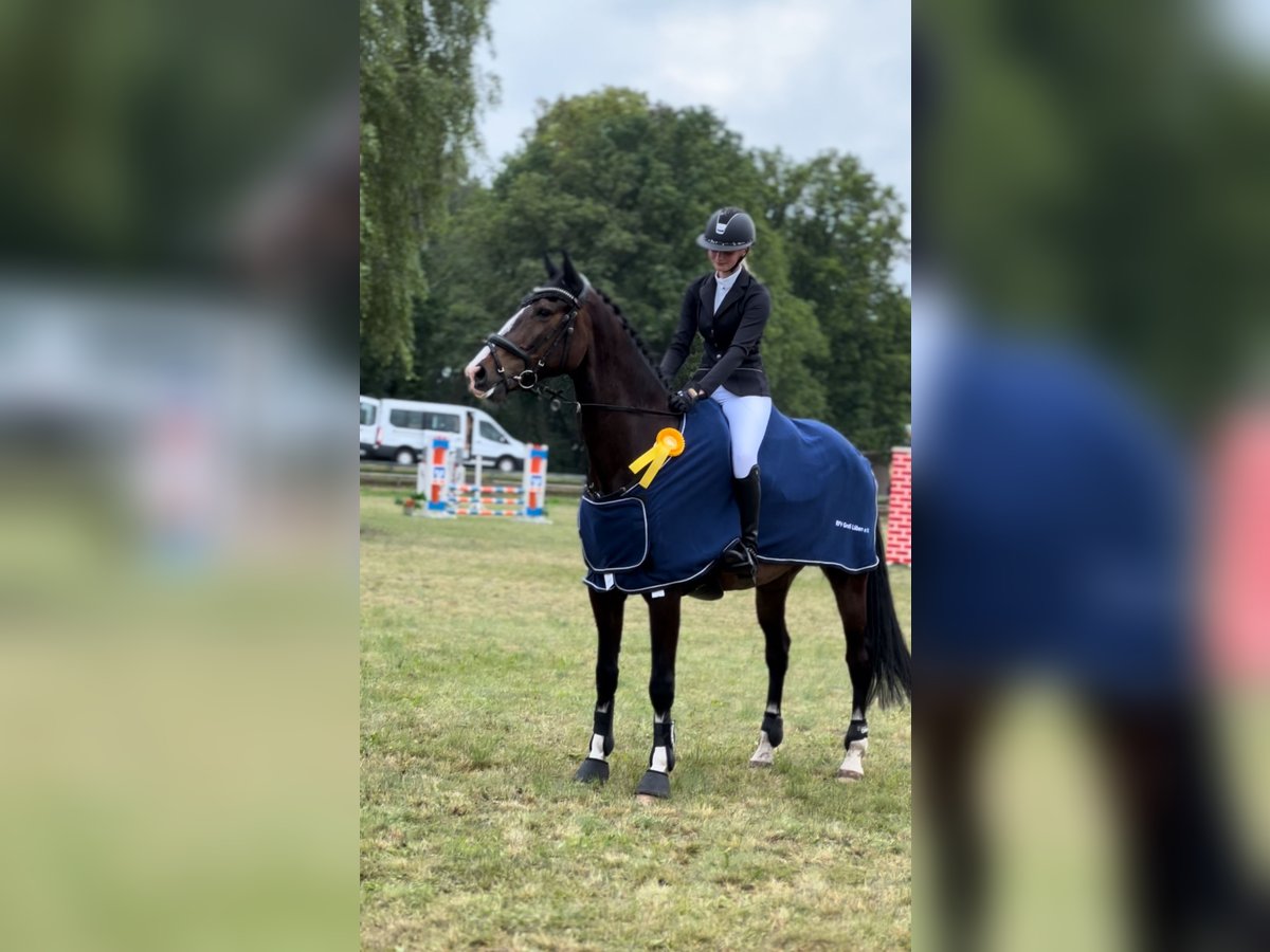 Deutsches Sportpferd Wallach 7 Jahre 170 cm Dunkelbrauner in Potsdam