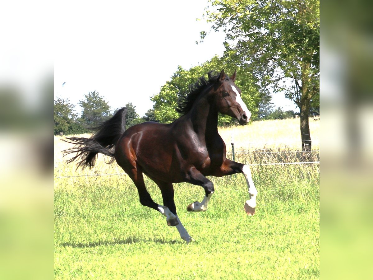 Deutsches Sportpferd Wallach 7 Jahre 170 cm Dunkelbrauner in Zörbig