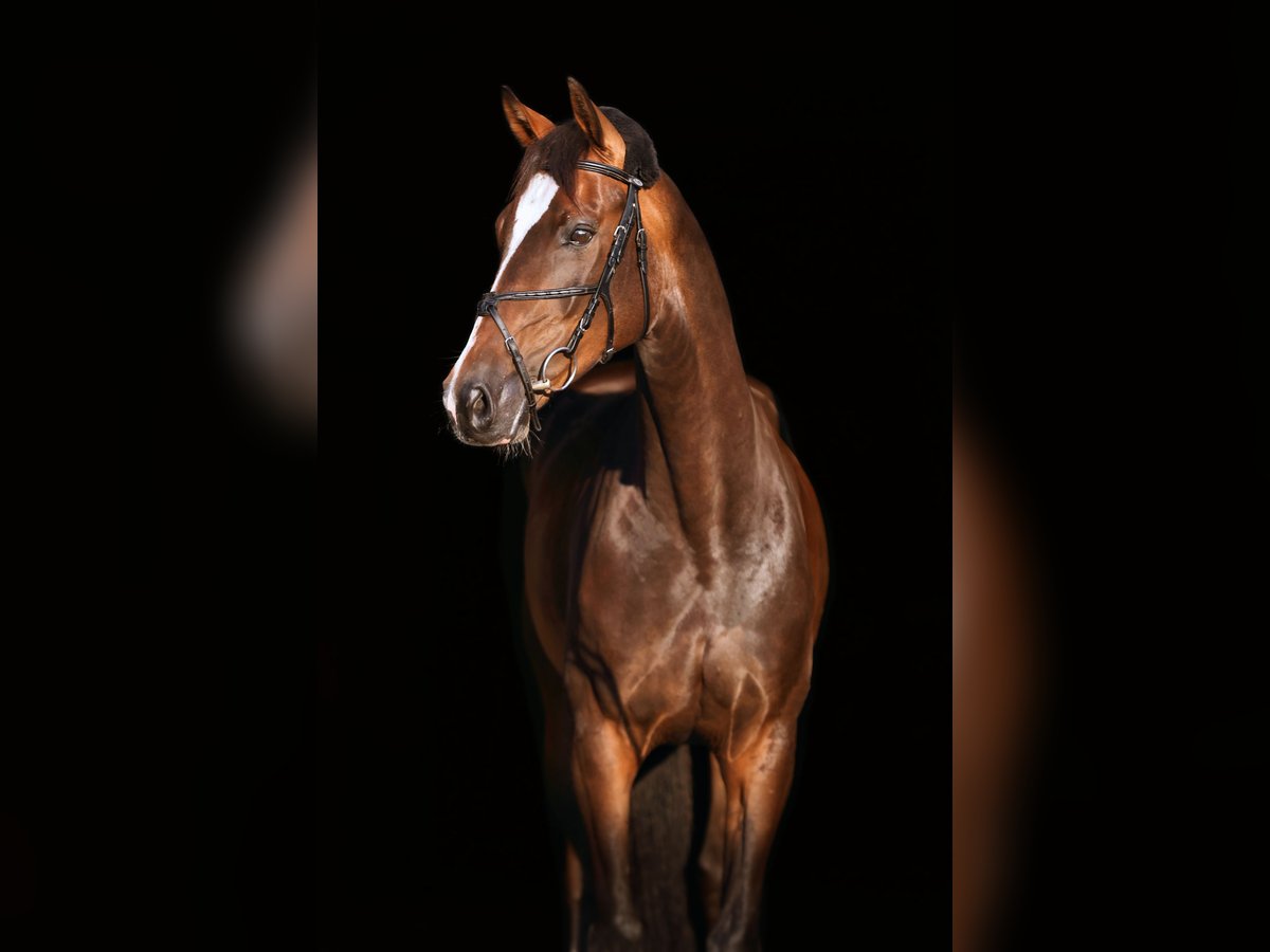 Deutsches Sportpferd Wallach 7 Jahre 170 cm Dunkelbrauner in Bensdorf