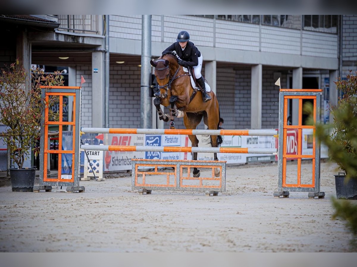 Deutsches Sportpferd Wallach 7 Jahre 171 cm Brauner in Nettetal