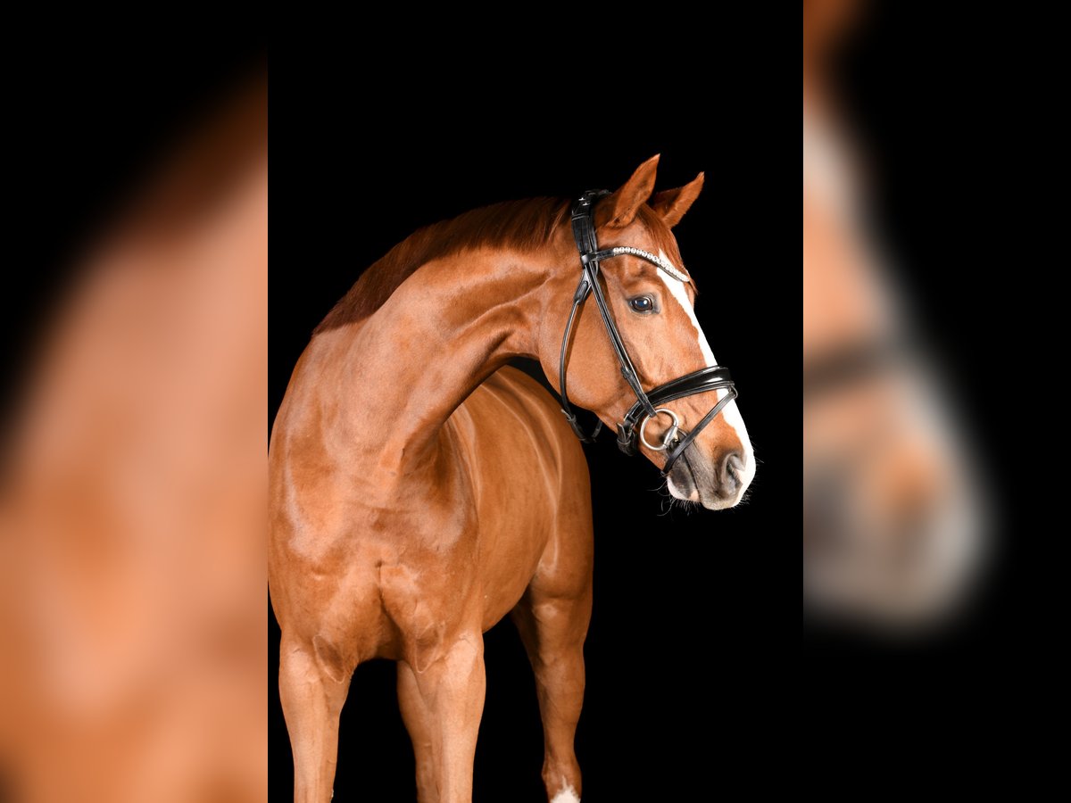 Deutsches Sportpferd Wallach 7 Jahre 172 cm Fuchs in Krefeld Deutsches Sportpferd Wallach 7 Jahre 172 cm Fuchs in Krefeld