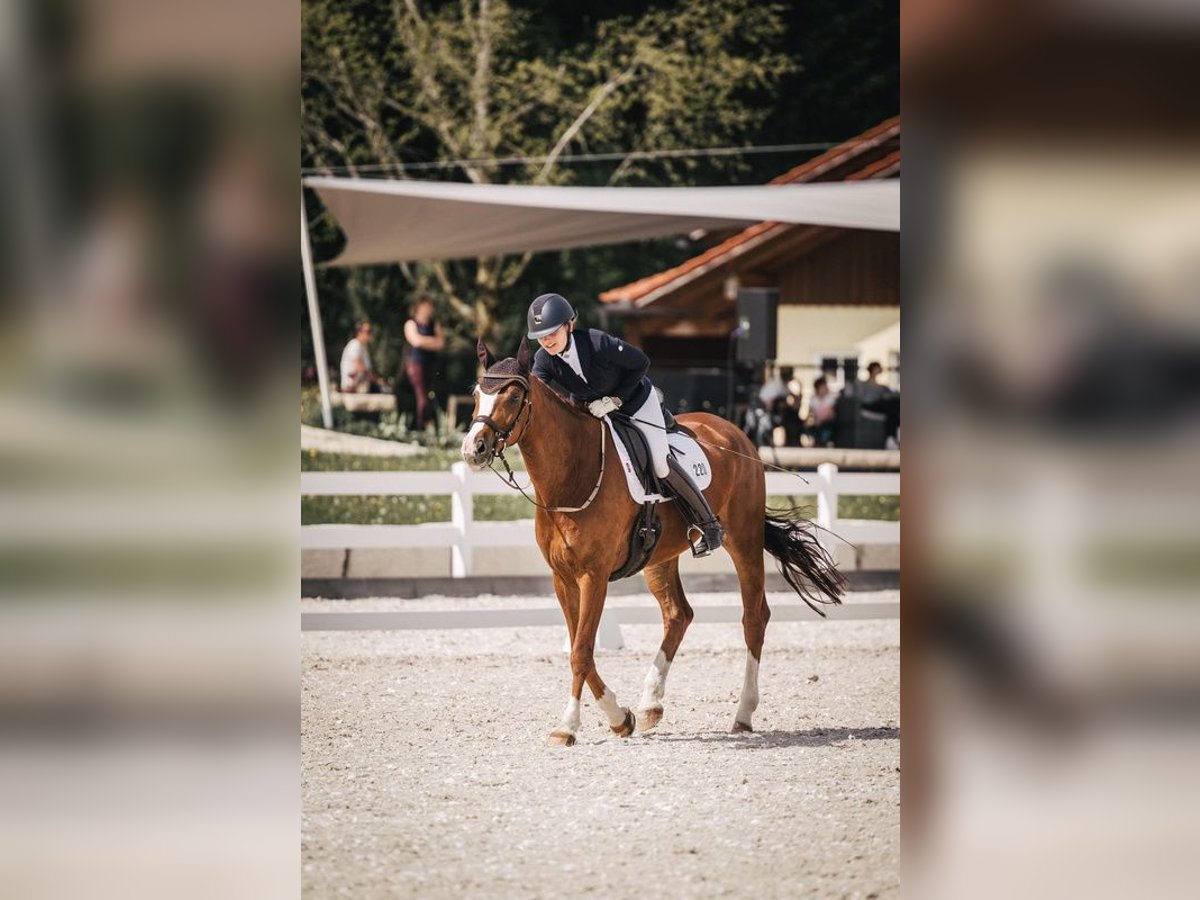 Deutsches Sportpferd Wallach 7 Jahre 172 cm Fuchs in Frankfurt am Main