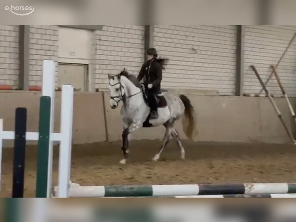Deutsches Sportpferd, Wallach in Overath