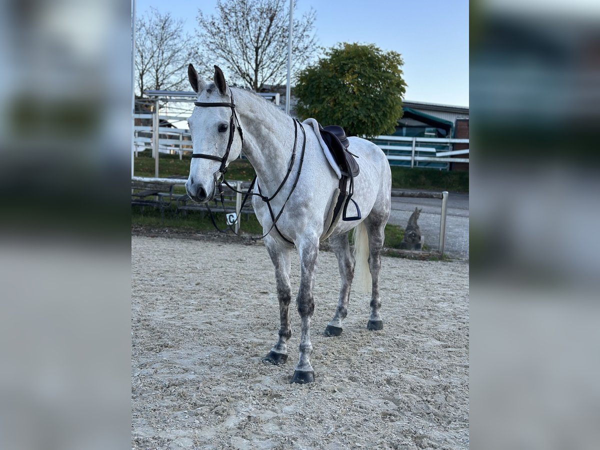 Deutsches Sportpferd Wallach 7 Jahre 172 cm Schimmel in Altusried