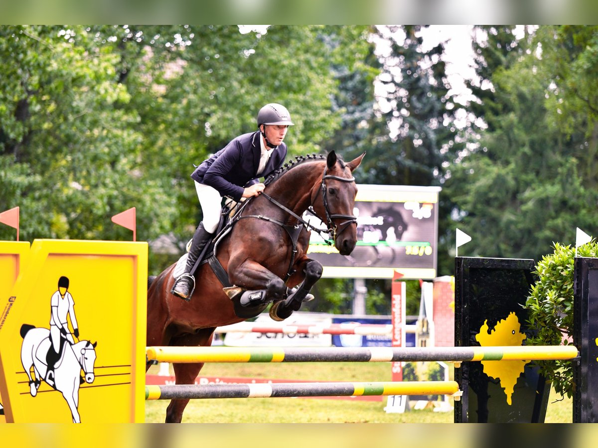 Deutsches Sportpferd Wallach 7 Jahre 173 cm Dunkelbrauner in Velden