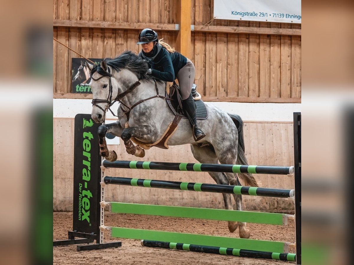 Deutsches Sportpferd Wallach 7 Jahre 173 cm Schimmel in Leonberg