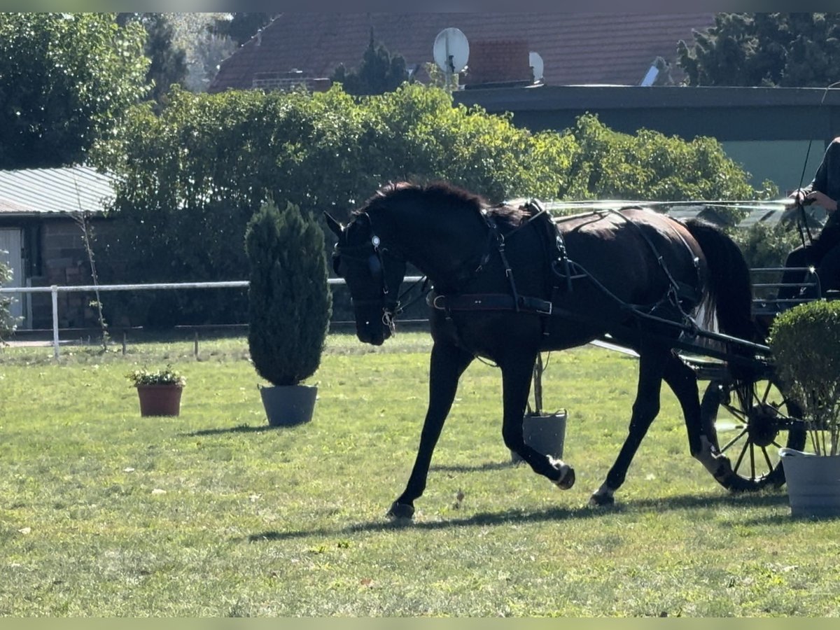 Deutsches Sportpferd Wallach 7 Jahre 174 cm Rappe in Kloster Lehnin