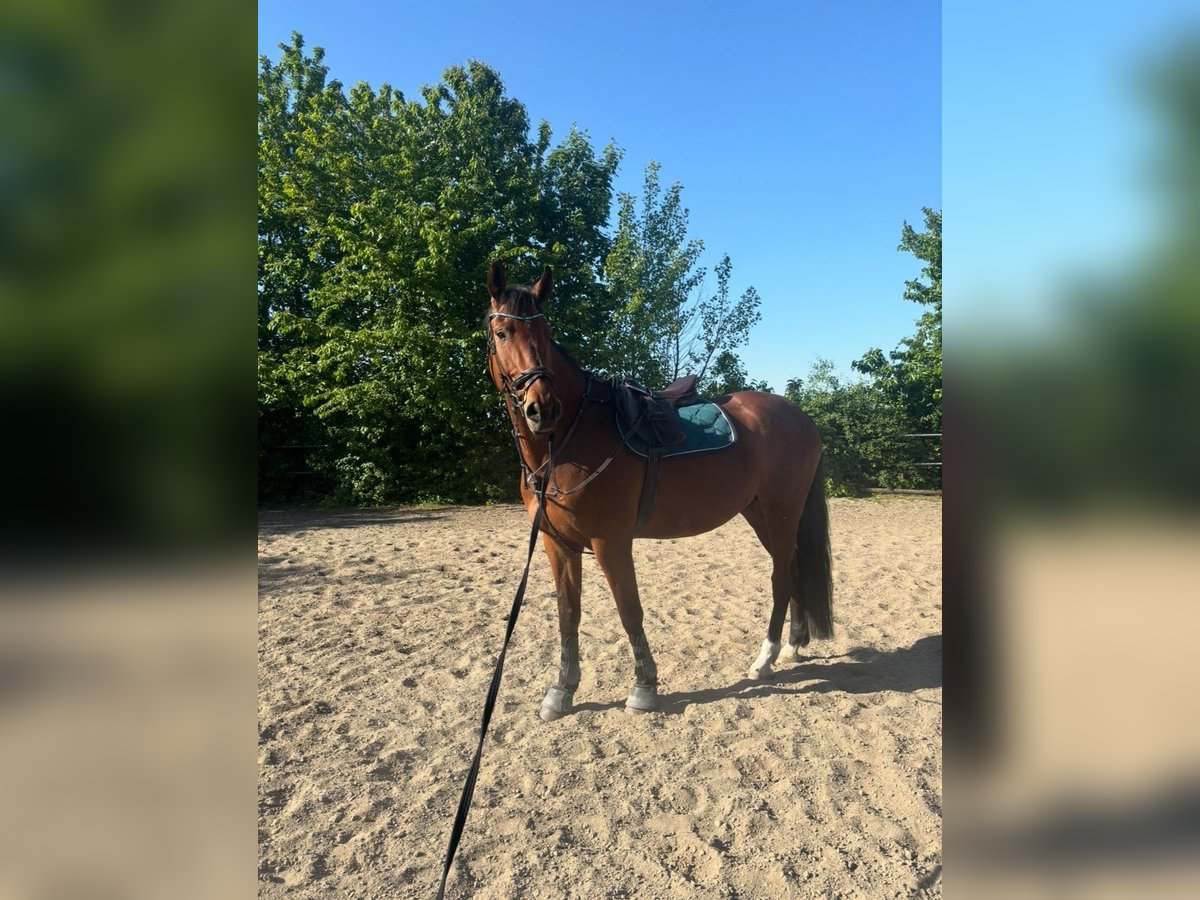 Deutsches Sportpferd Wallach 7 Jahre 175 cm Brauner in Pattensen