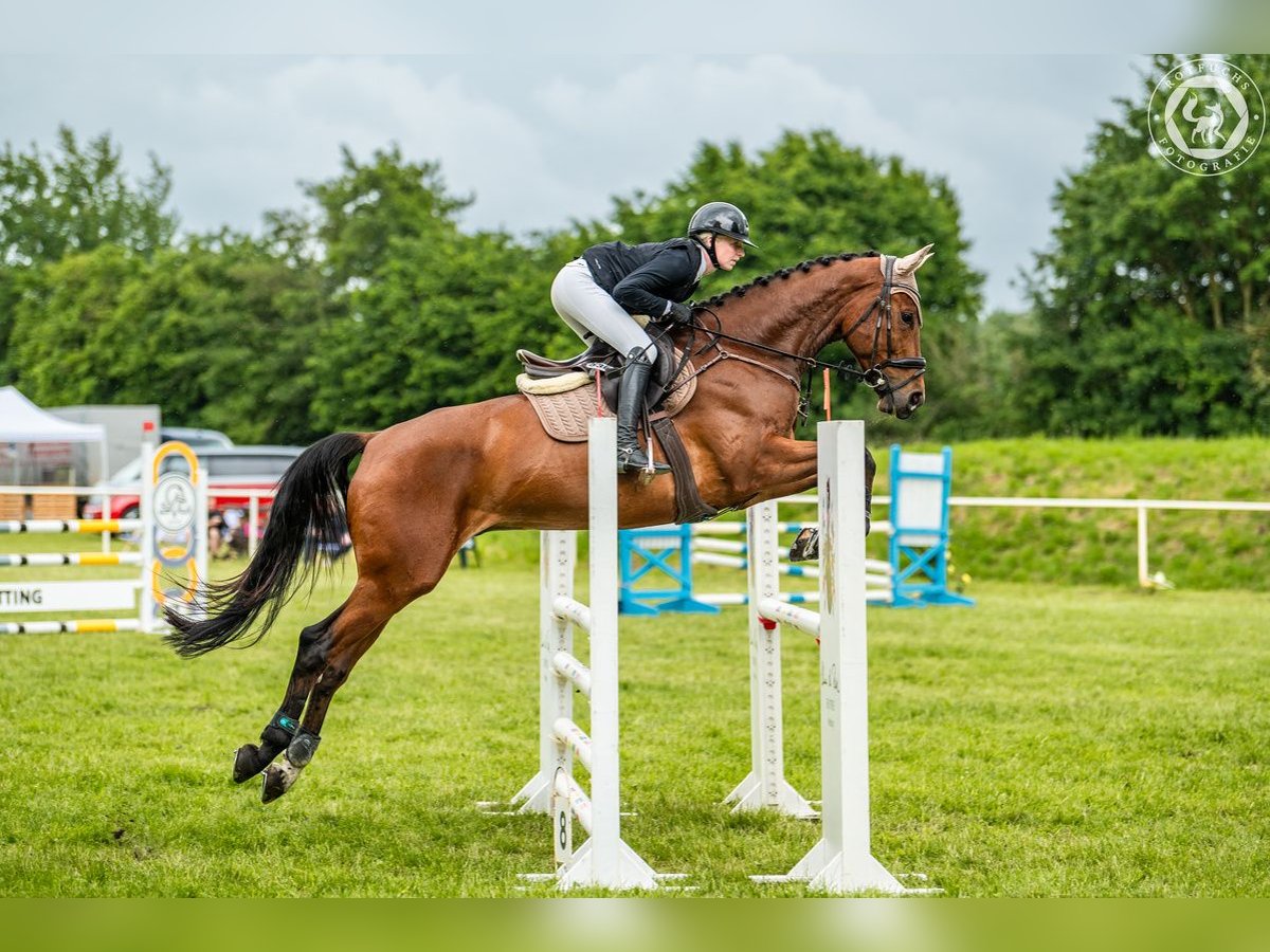 Deutsches Sportpferd Wallach 7 Jahre 175 cm Brauner in Wolfsburg