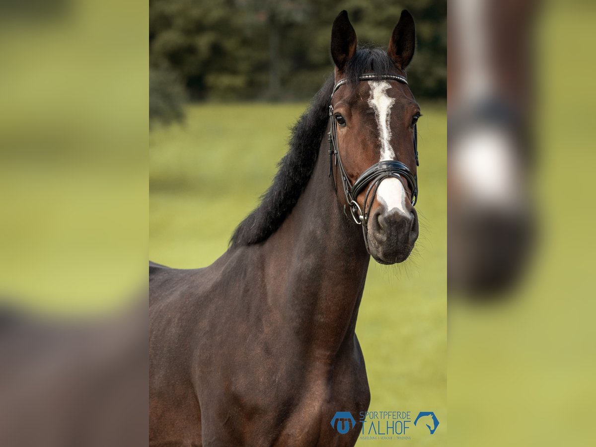 Deutsches Sportpferd Wallach 7 Jahre 175 cm Brauner in Korntal-M&#xFC;nchingen