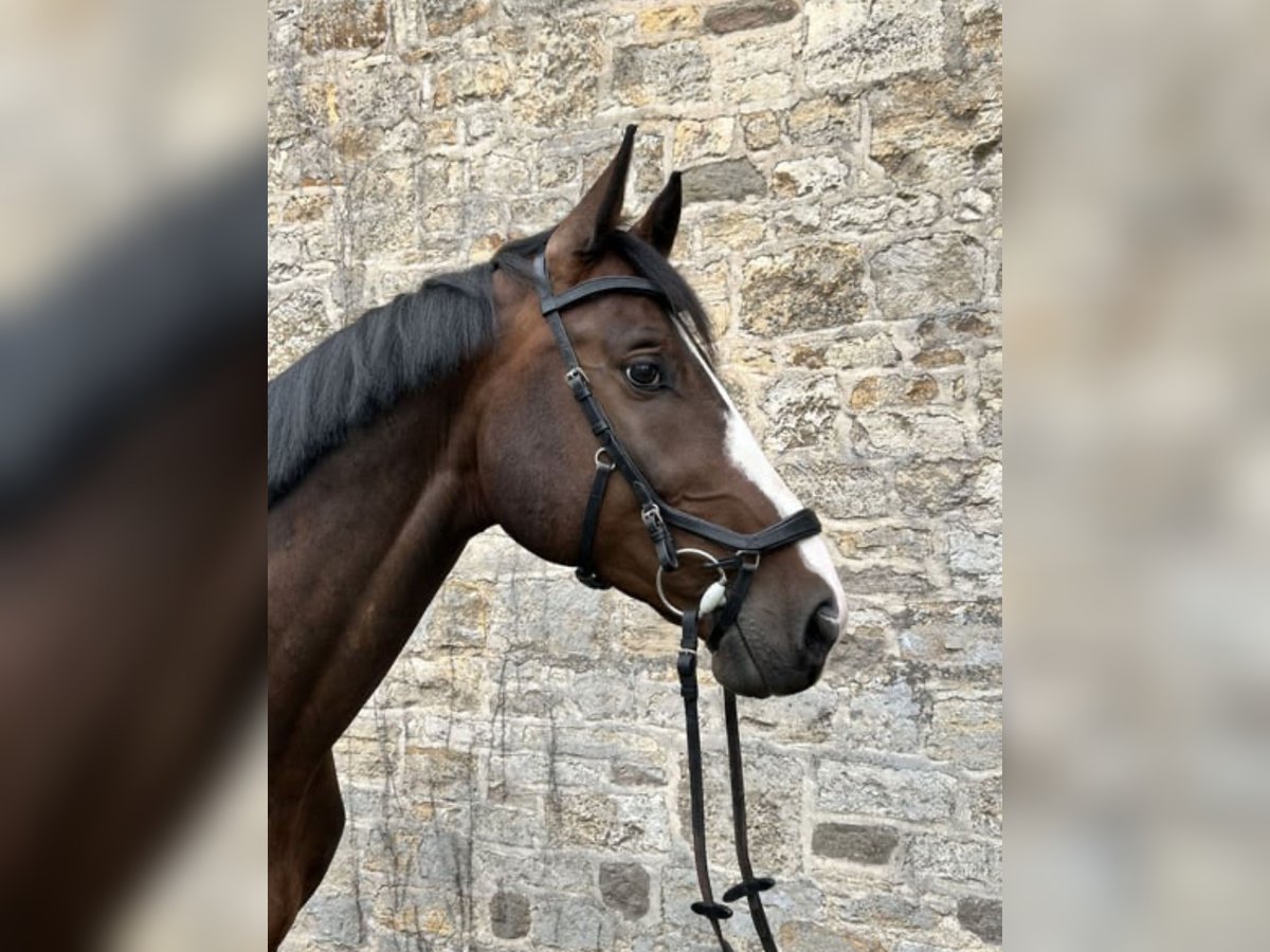 Deutsches Sportpferd Wallach 7 Jahre 175 cm Dunkelbrauner in Bruck an der Leitha