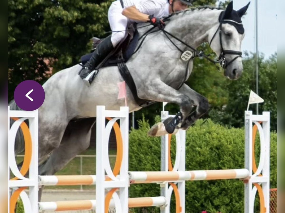 Deutsches Sportpferd Wallach 7 Jahre 175 cm Schimmel in Hagenow