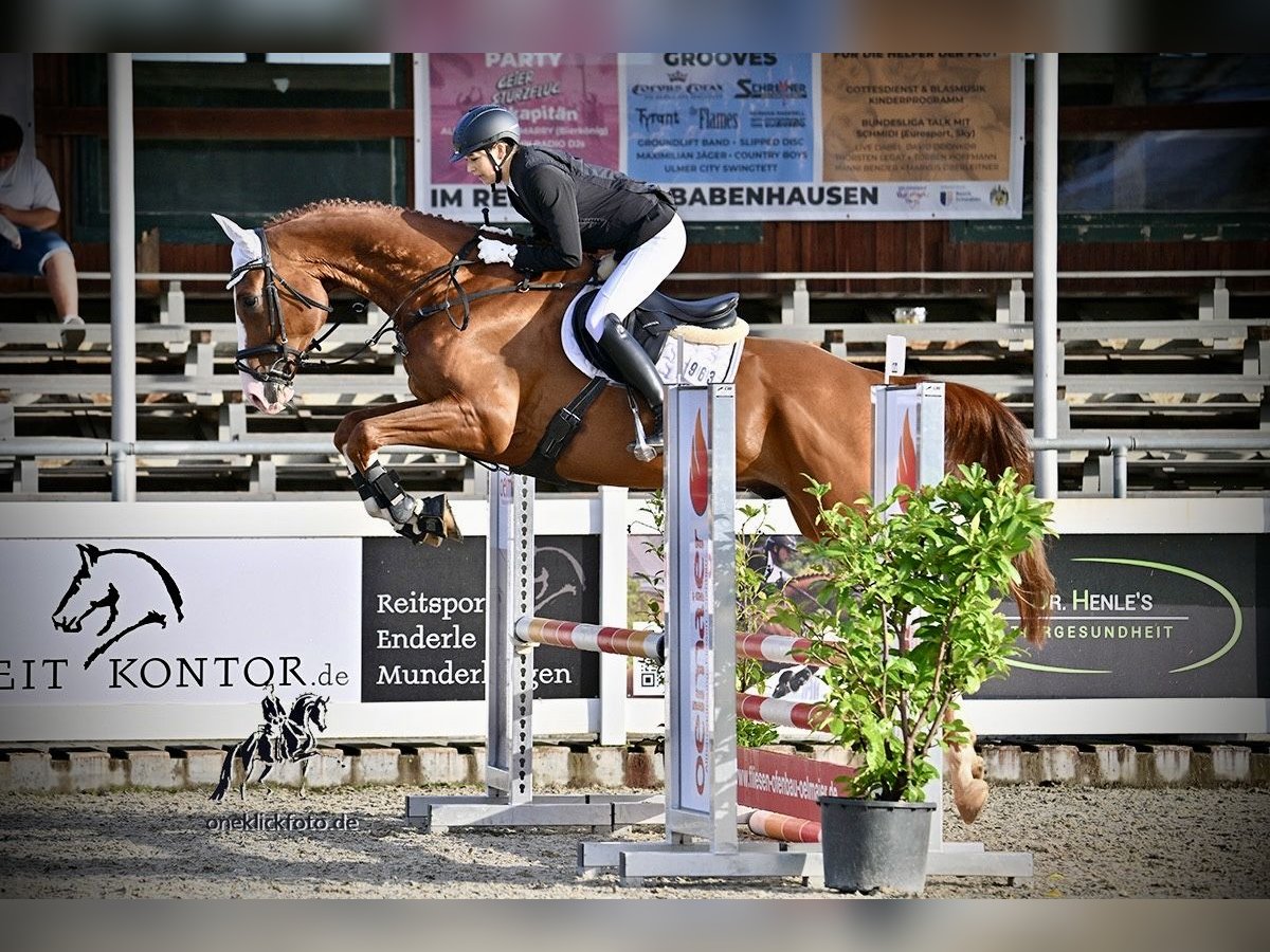 Deutsches Sportpferd Wallach 7 Jahre 179 cm Fuchs in Dießen am Ammersee