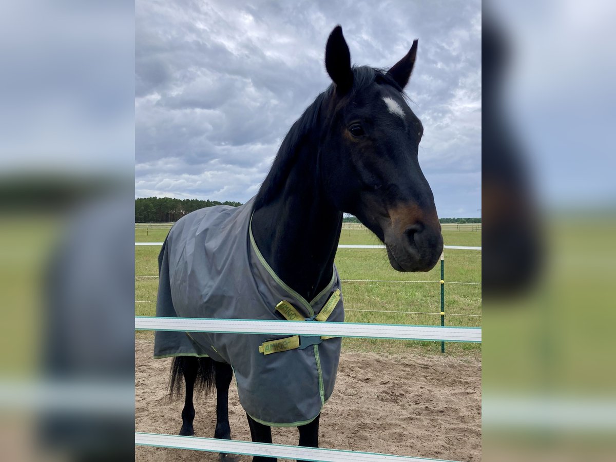 Deutsches Sportpferd Wallach 7 Jahre 180 cm Schwarzbrauner in Berlin