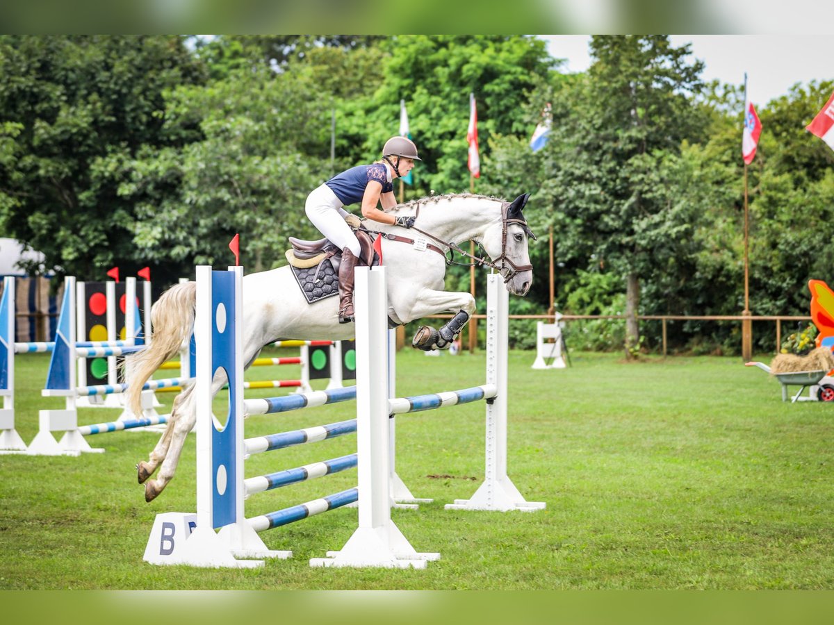 Deutsches Sportpferd Wallach 7 Jahre Schimmel in Sanne