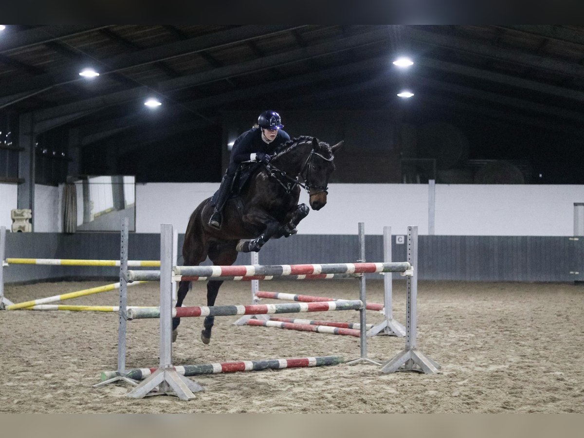 Deutsches Sportpferd Wallach 8 Jahre 164 cm Dunkelbrauner in Tiddische