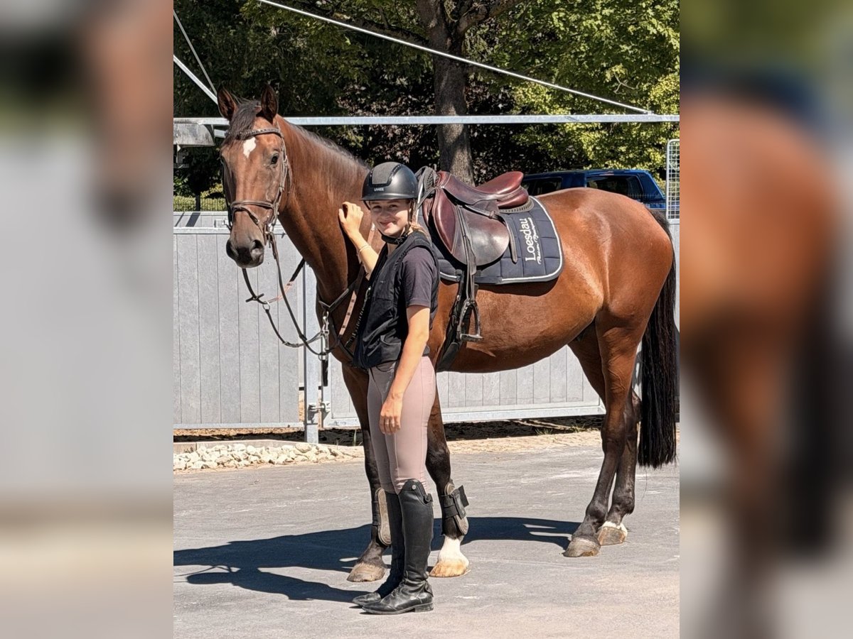 Deutsches Sportpferd, Wallach in Coburg