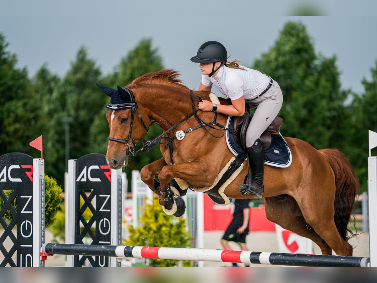 Deutsches Sportpferd Wallach 8 Jahre 165 cm Dunkelfuchs in Mladá Boleslav