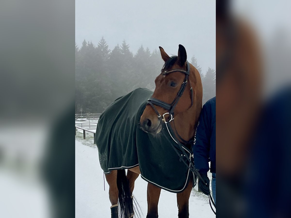 Deutsches Sportpferd Wallach 8 Jahre 166 cm Brauner in Pellingen