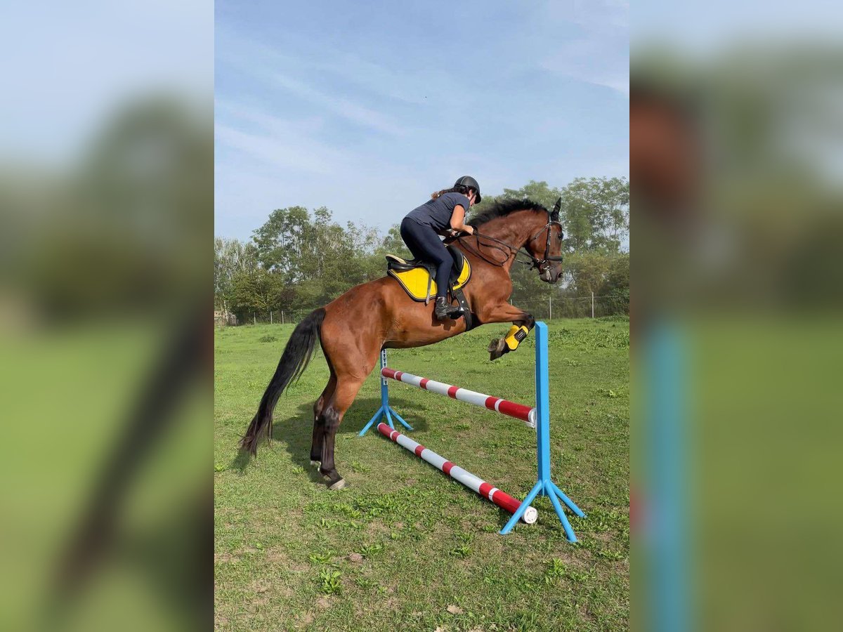 Deutsches Sportpferd Wallach 8 Jahre 167 cm Brauner in Sömmerda
