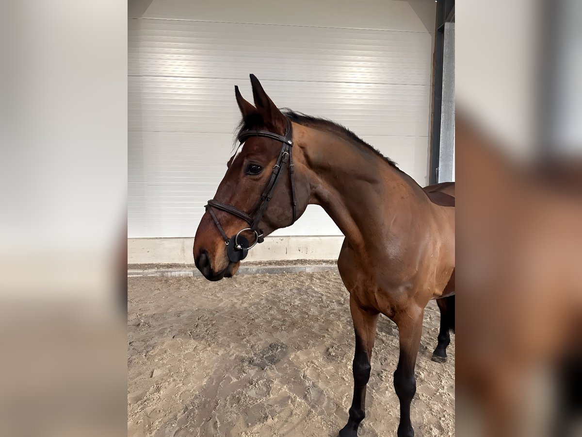 Deutsches Sportpferd Wallach 8 Jahre 167 cm Brauner in Kamenz