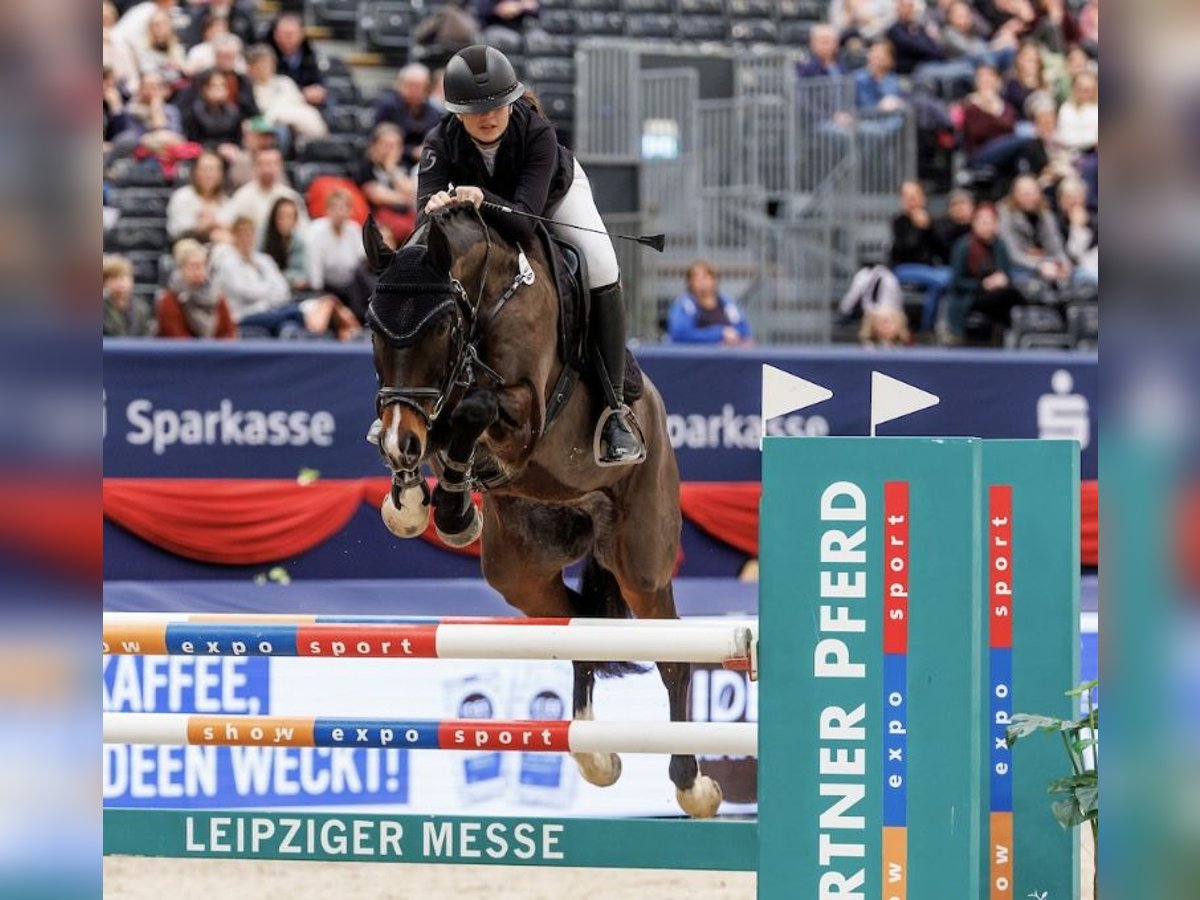 Deutsches Sportpferd Wallach 8 Jahre 167 cm Brauner in Auerbach/Vogtland