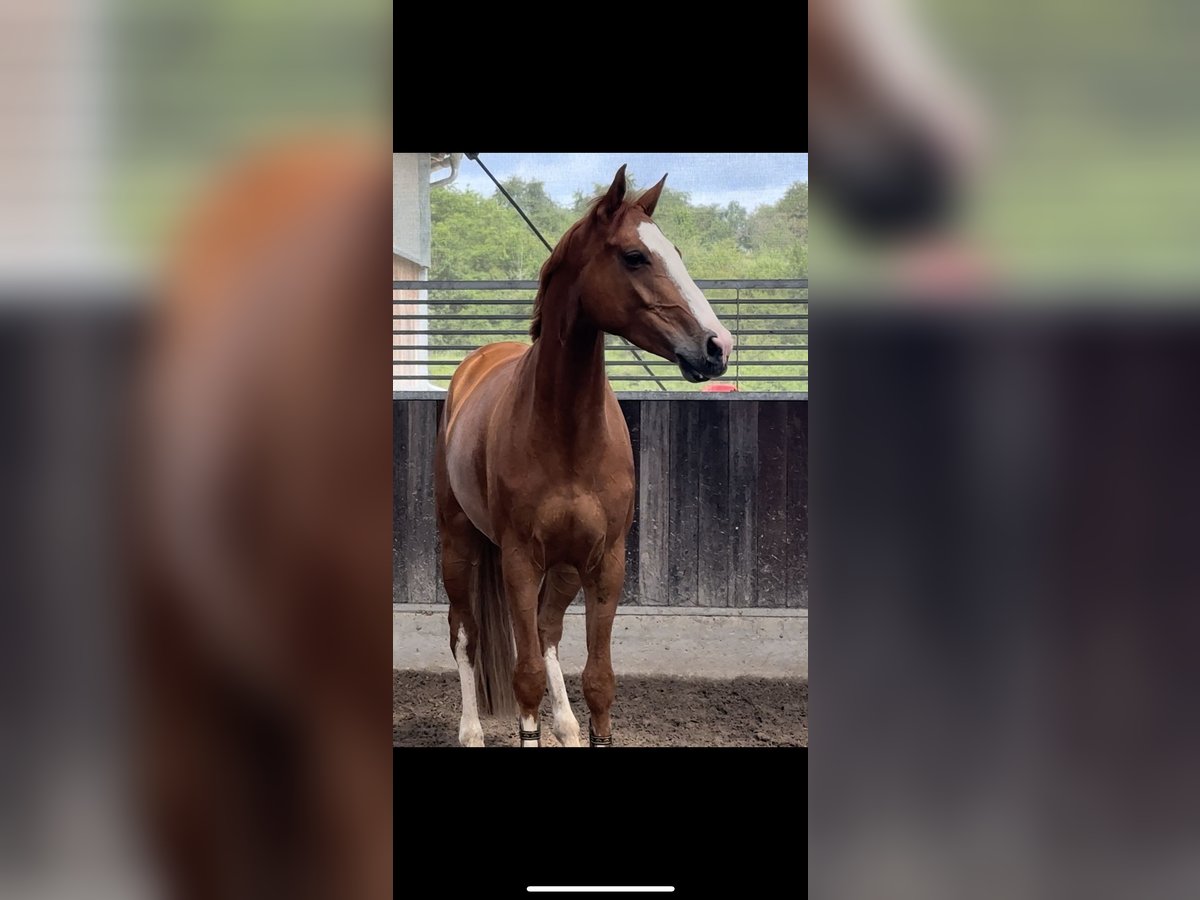 Deutsches Sportpferd Wallach 8 Jahre 167 cm Fuchs in Winnenden