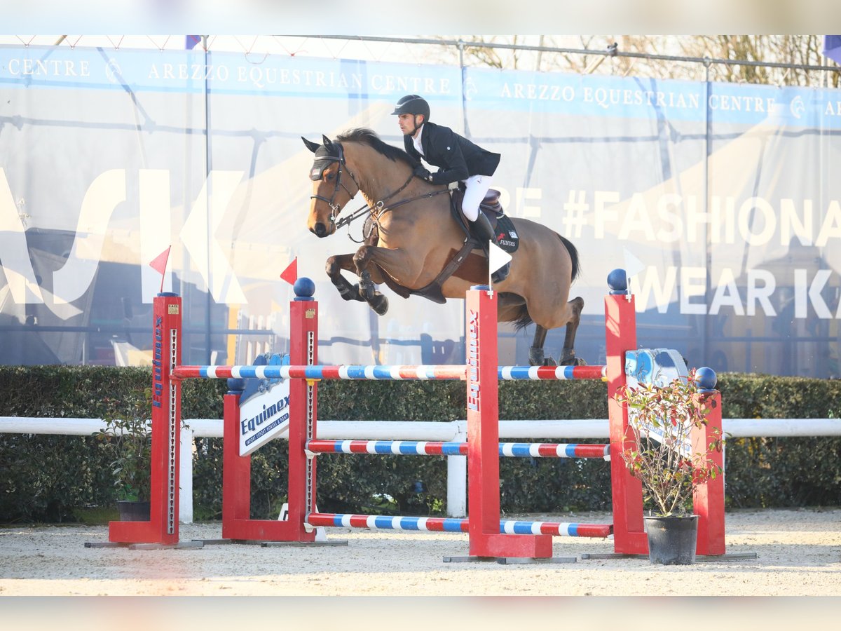 Deutsches Sportpferd Wallach 8 Jahre 170 cm Brauner in Schrobenhausen