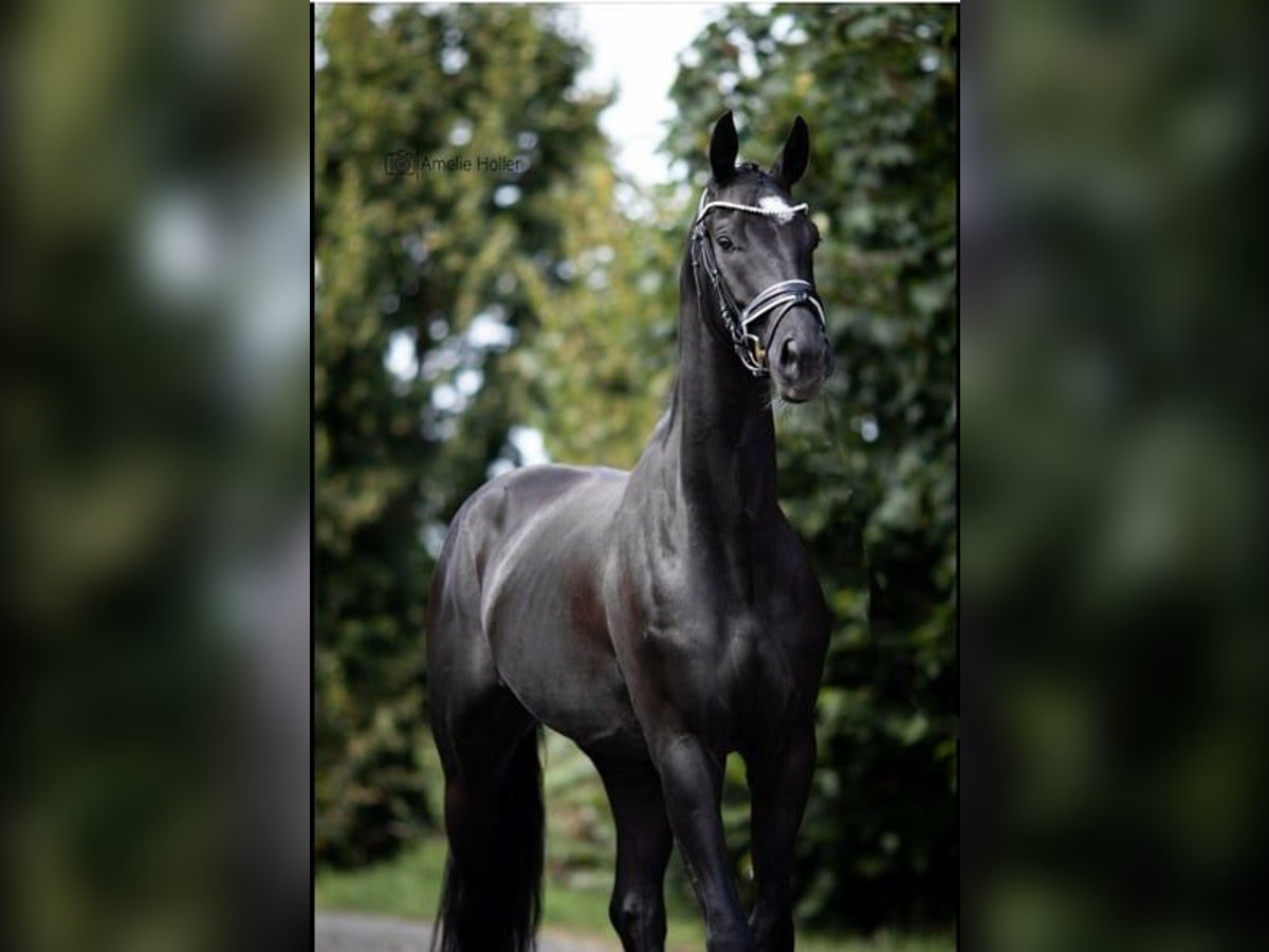 Deutsches Sportpferd Wallach 8 Jahre 170 cm Rappe in Burgthann