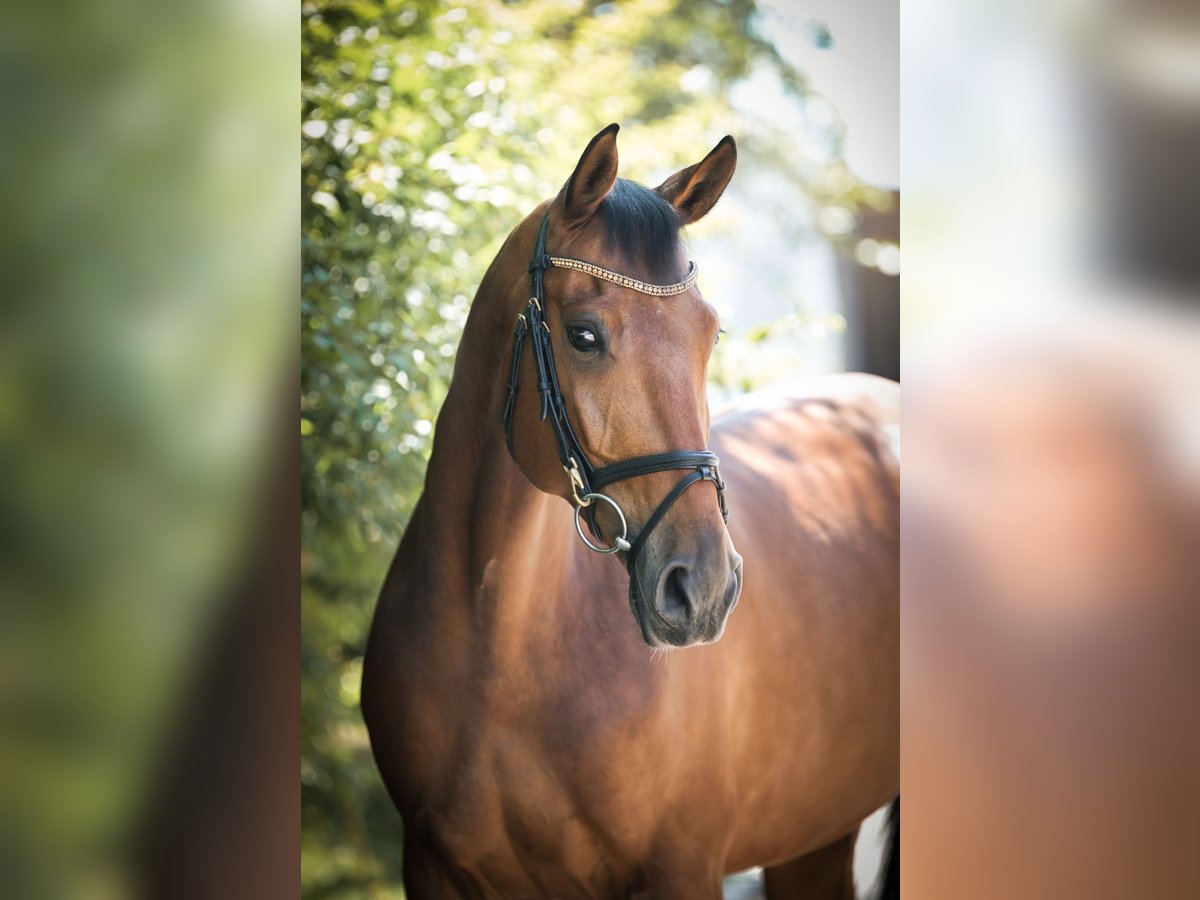Deutsches Sportpferd Wallach 8 Jahre 172 cm Brauner in Ingolstadt