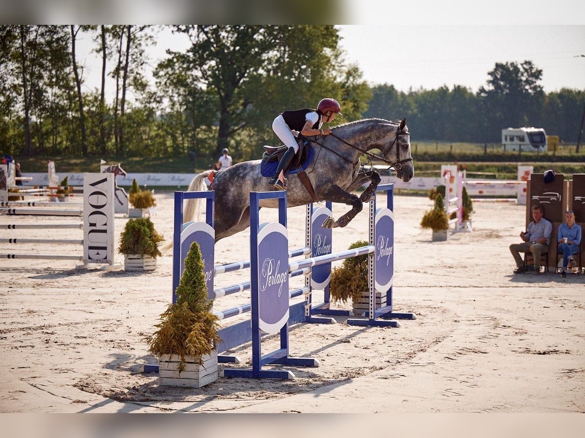 Deutsches Sportpferd Wallach 8 Jahre 172 cm Schimmel in Robercin