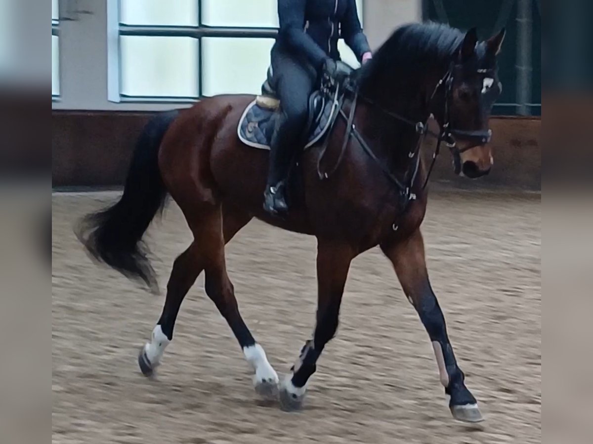 Deutsches Sportpferd Wallach 8 Jahre 174 cm Brauner in Neustadt (Dosse)