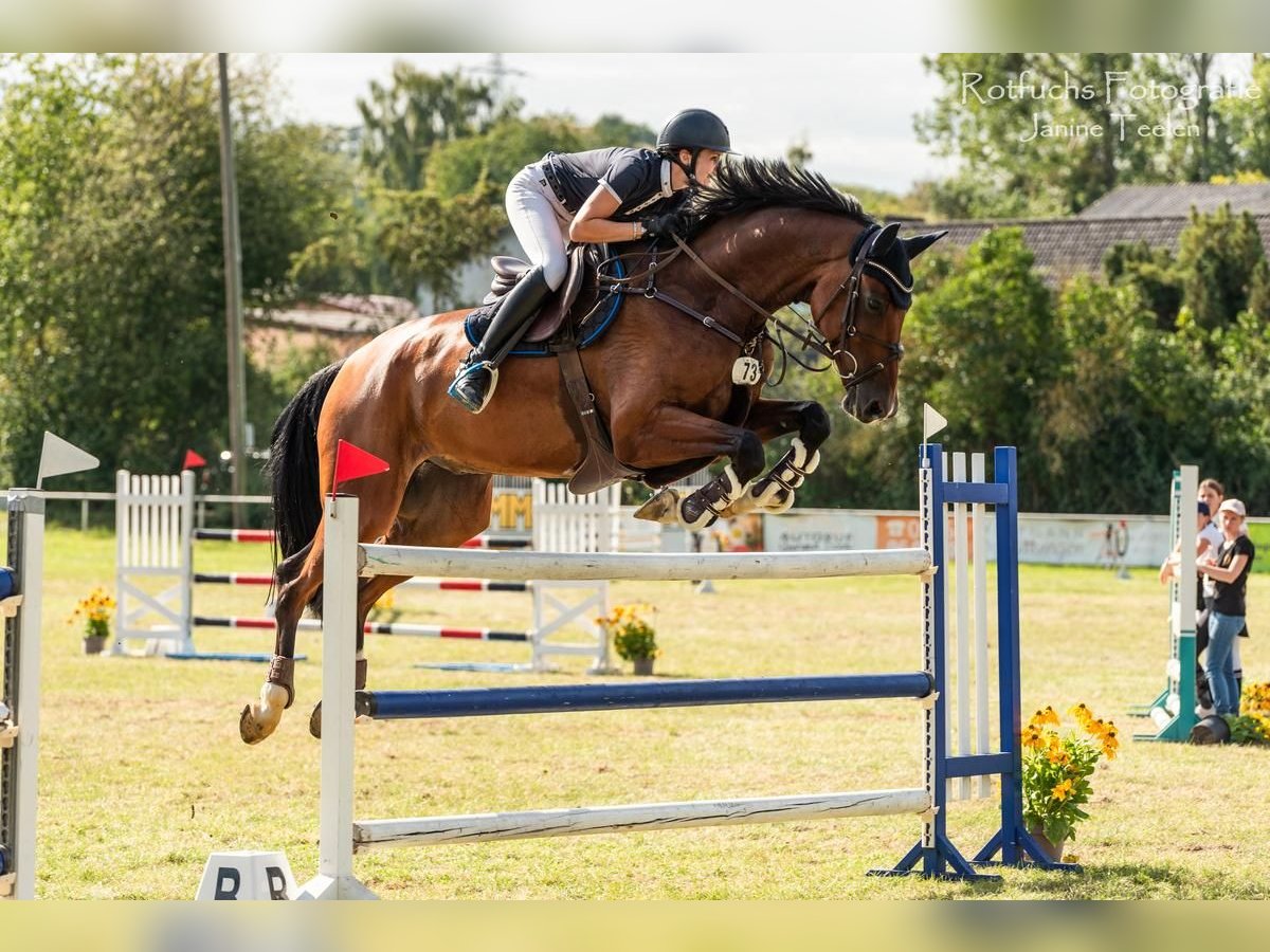 Deutsches Sportpferd Wallach 8 Jahre 175 cm Brauner in Braunschweig