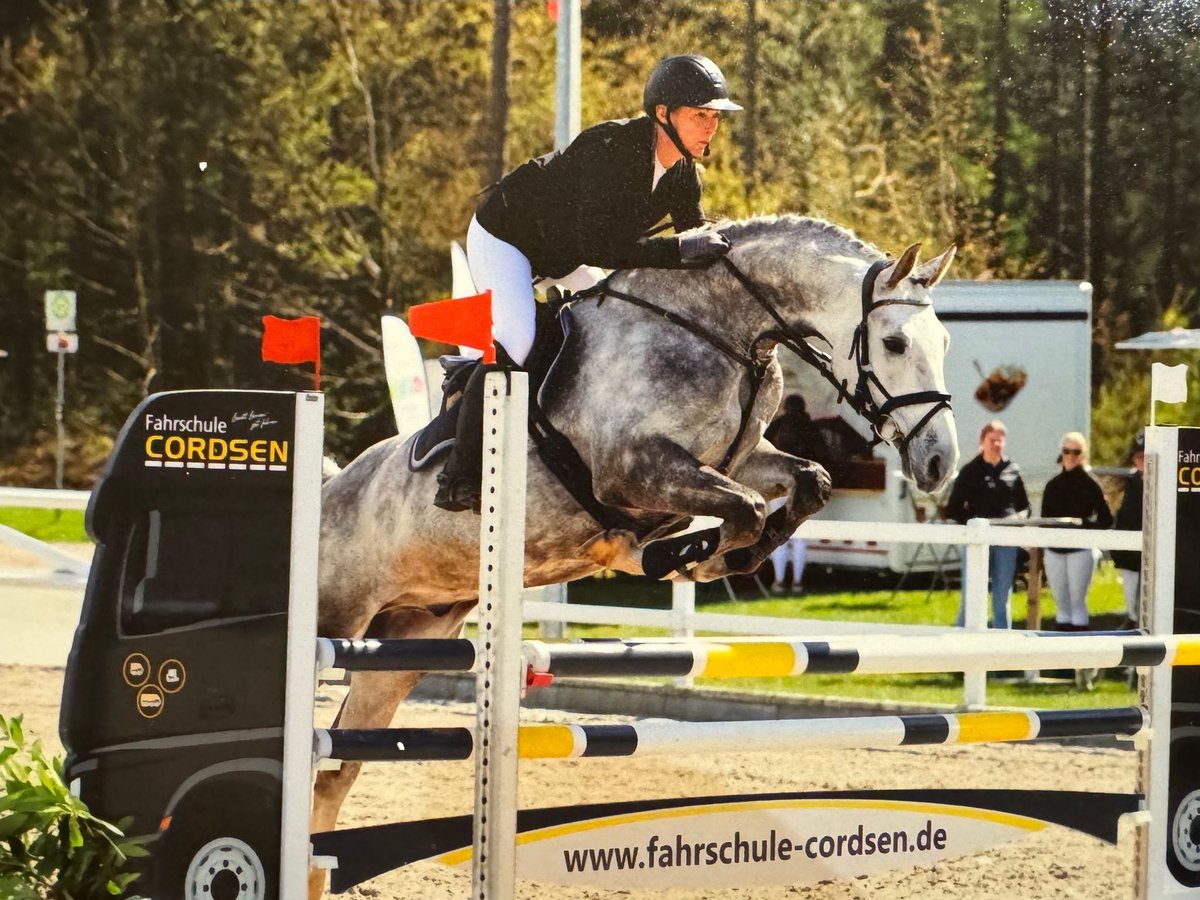 Deutsches Sportpferd Wallach 8 Jahre 175 cm Schimmel in Süderlügum