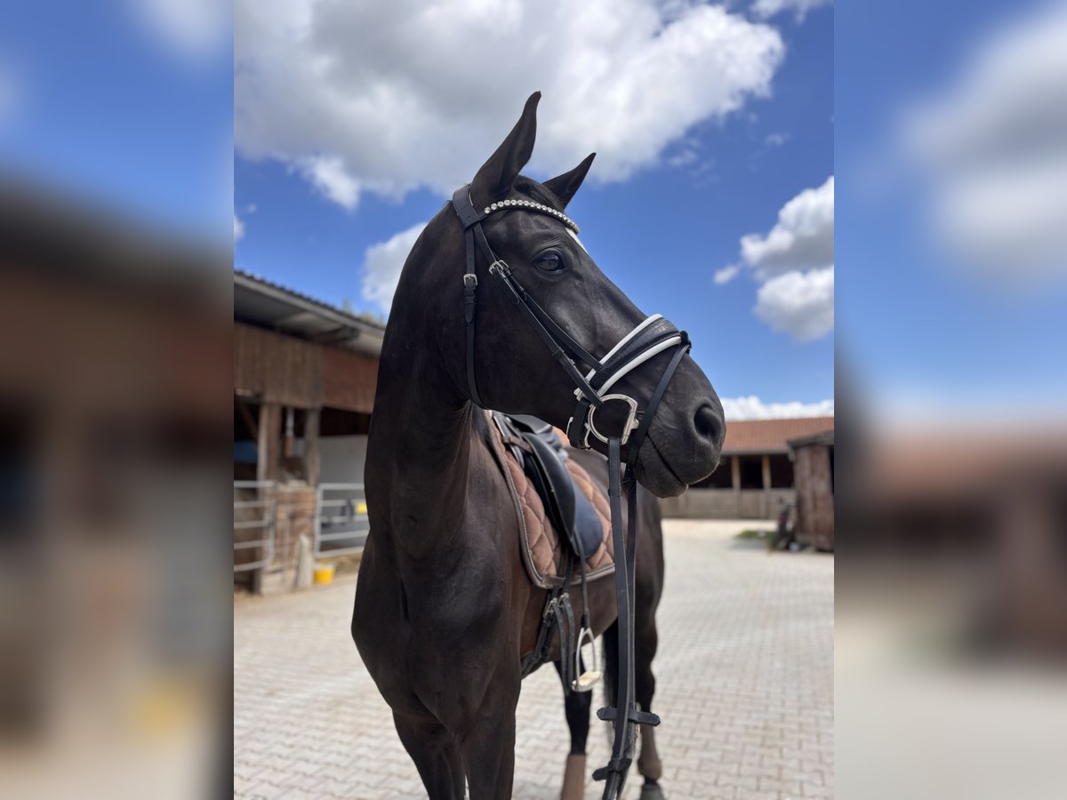 Deutsches Sportpferd Wallach 8 Jahre 175 cm Schwarzbrauner in Bad Abbach