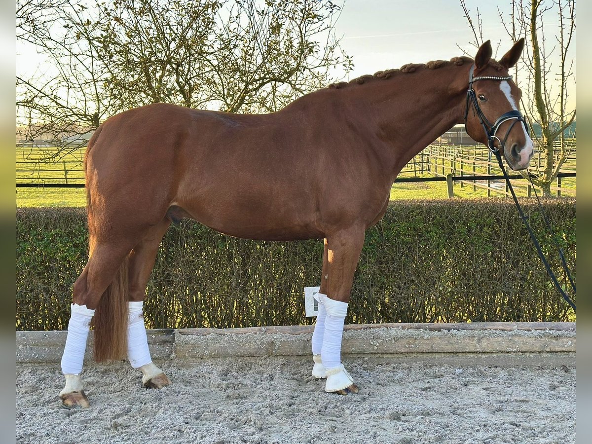 Deutsches Sportpferd Wallach 8 Jahre 176 cm Dunkelfuchs in Kevelaer