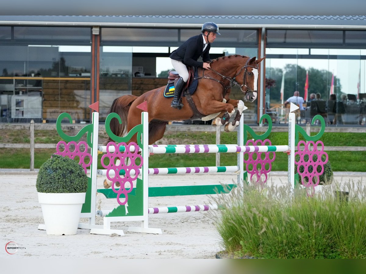 Deutsches Sportpferd Wallach 8 Jahre 177 cm Dunkelfuchs in Thessaloniki